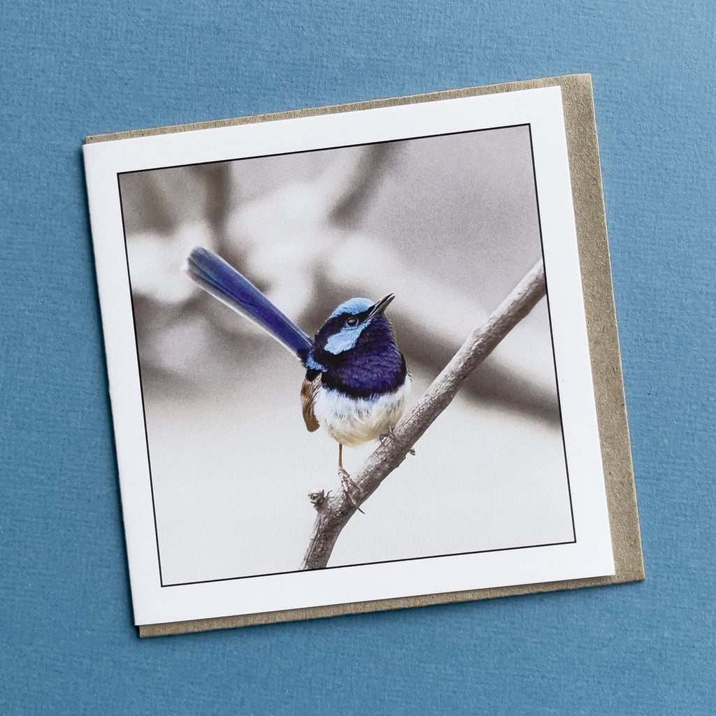 Tasmanian Blue Wren Greeting Card - Australian Bird Photography
