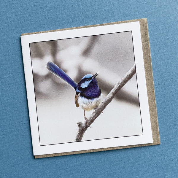 Tasmanian Blue Wren Greeting Card - Australian Bird Photography