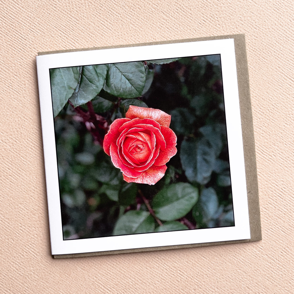 Chudleigh Rose Greeting Card - Tasmanian Nature Photography