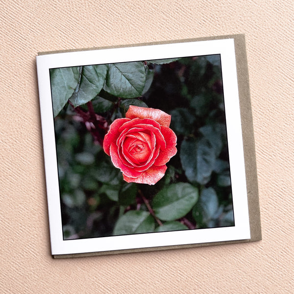 Chudleigh Rose Greeting Card - Tasmanian Nature Photography